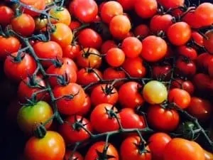 TGB tomato cherry