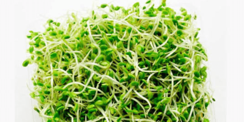 TGB alfalfa sprouts