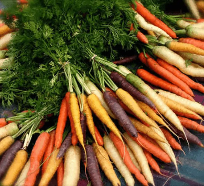 TGB carrots heirloom