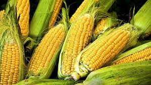 TGB corn