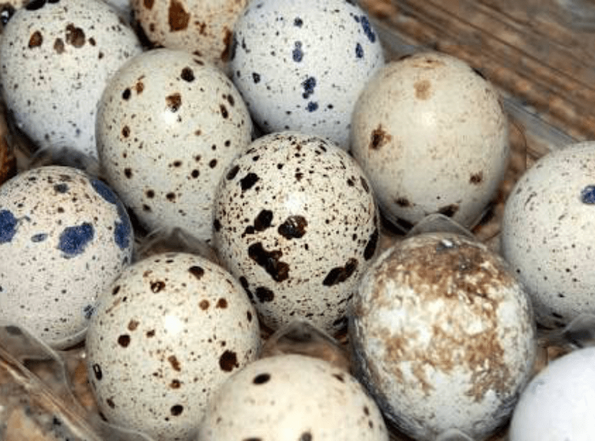 TGB eggs quail