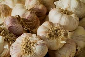 TGB garlic