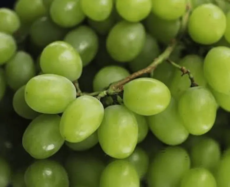 TGB grapes green