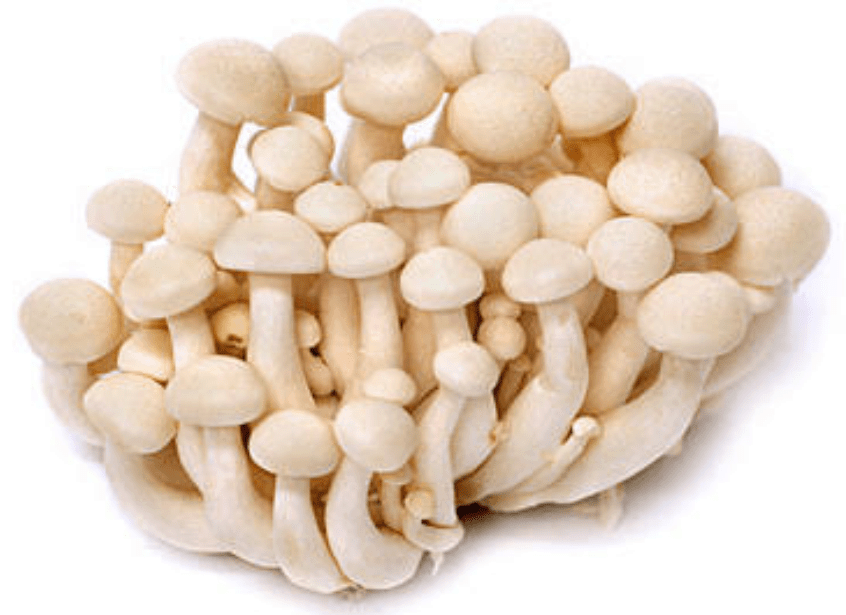 TGB mushroom shimenji