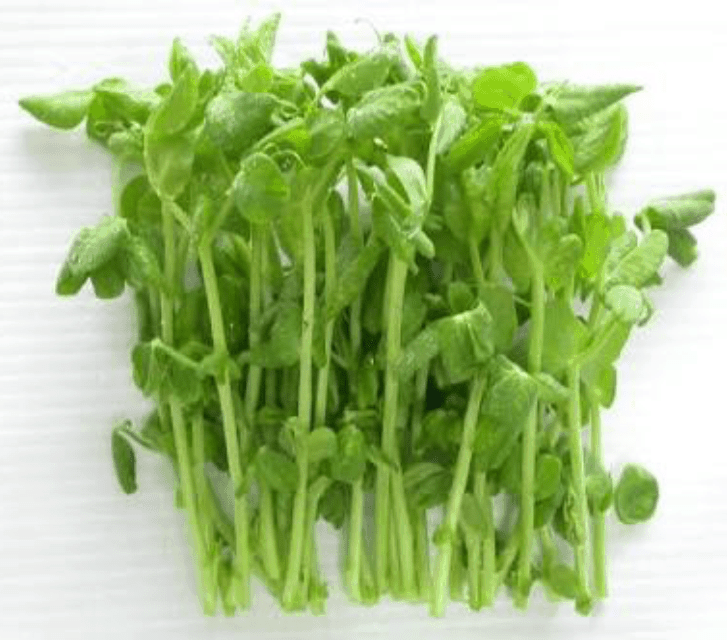 TGB snow pea sprouts