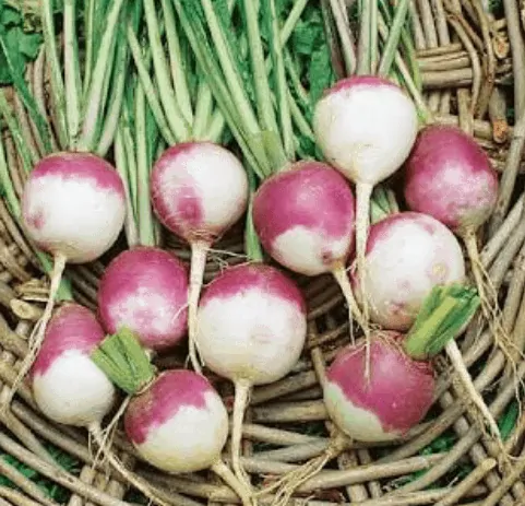 TGB turnips
